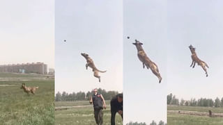 Child-Cobra Video: నాగుపాముపై కాలు పెట్టిన పిల్లాడు.. బుసలు కొడుతూ పైకి లేచిన కోబ్రా.. ట్రేండింగ్ లో ఉన్న వీడియో..