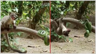 Tapkeshwar Temple: మునుపెన్నడూ లేని విధంగా తపకేశ్వర్‌ మహాదేవ్‌ ఆలయంలోకి వరద.! వీడియో చుస్తే షాకే..