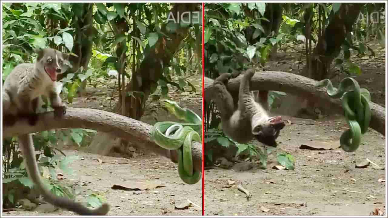 Viral Video: ముంగిస - పాము మధ్య భీకరపోరు.. వీడియో చూస్తే షాకవుతారు..!