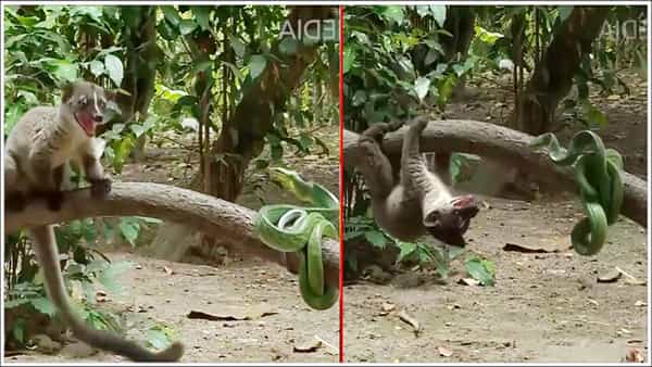 Viral Video: ముంగిస - పాము మధ్య భీకరపోరు.. వీడియో చూస్తే షాకవుతారు..!