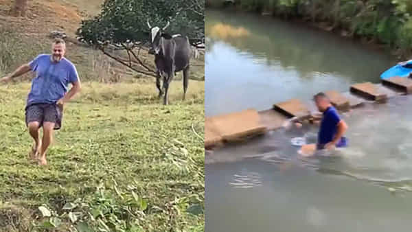 Viral Video: వ్యక్తిని వెంటాడిన పశువులు.. సోషల్ మీడియాలో ఫన్నీ వీడియో వైరల్