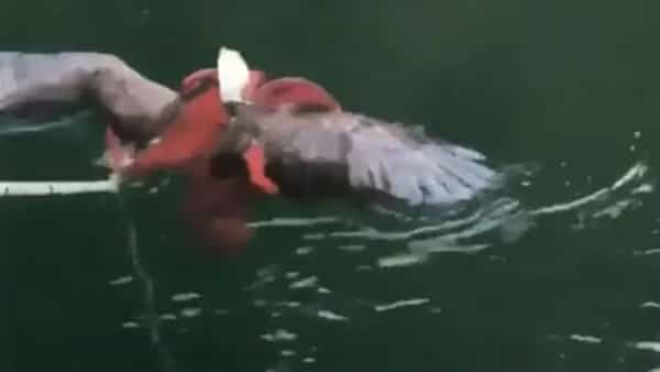 Viral Video: ఆక్టోపస్ వలలో చిక్కిన డేగ.. అటుగా వెళ్లిన జాలర్లు.. కట్ చేస్తే.. వైరల్ వీడియో