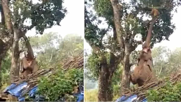 Viral Video: అయ్యయ్యో.. పనస పండు కోసం ఏనుగు తిప్పలు.. చూస్తే షాకవ్వకుండా ఉండరు..