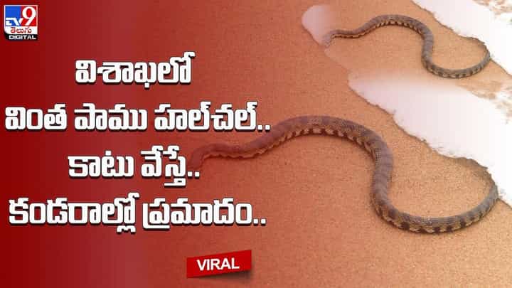 విశాఖలో వింత పాము హల్చల్.. కాటు వేస్తే.. కండరాల్లో విశాఖలో వింత పాము హల్చల్.. కాటు వేస్తే.. కండరాల్లో