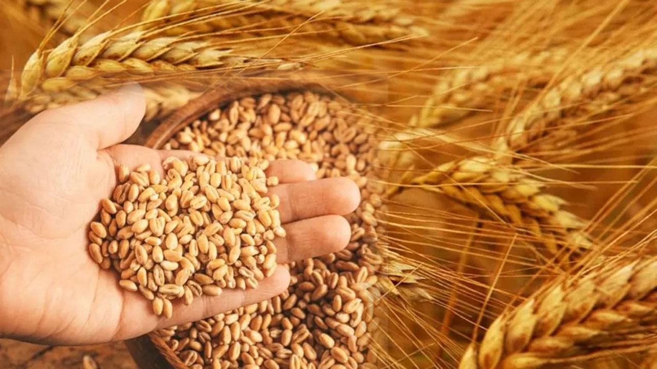 Wheat Price Increase: సామాన్యుడికి షాక్‌.. మళ్లీ పెరిగిన గోధుమల ధరలు.. పండగకు ముందు మరింత డిమాండ్‌