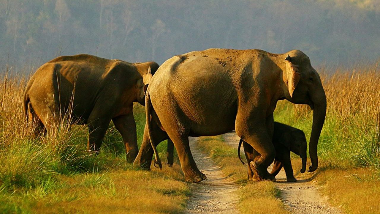 World Elephant Day: అంతరించిపోతున్న జంతువుల్లో ఏనుగులు ఒకటి.. నేడు ఏనుగుల దినోత్సవం.. ప్రాముఖ్యత ఏమిటో తెలుసా..