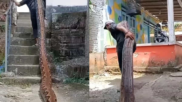 Viral Video: బాబోయ్.. భారీ కొండచిలువను భుజాలపై మోస్తూ తీసుకెళ్తున్న వ్యక్తి.. ఒళ్లు గగుర్పోడిచే వీడియో..