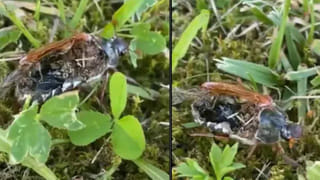 Viral Video: గున్న ఏనుగుకు కొండంత కష్టం.. పైకి రాలేక, లోపల ఉండలేక.. చివరికి ఏం జరిగిందంటే