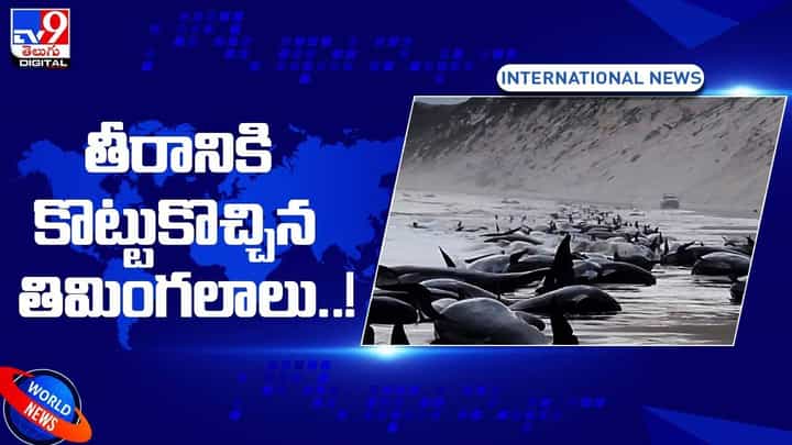 తీరానికి కొట్టుకొచ్చిన తిమింగలాలు !! ఆందోళనలో పర్యావరణ వేత్తలు !! తీరానికి కొట్టుకొచ్చిన తిమింగలాలు !! ఆందోళనలో పర్యావరణ వేత్తలు !!