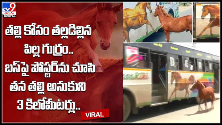 Baby Horse: కాలం ఎంత కసాయిదో చెప్పడానికి ఈ ఒక్క వీడియో చాలు.. బస్సుపై బొమ్మను చూసి తల్లి అనుకొని పిల్ల గుర్రం.. Baby Horse: కాలం ఎంత కసాయిదో చెప్పడానికి ఈ ఒక్క వీడియో చాలు.. బస్సుపై బొమ్మను చూసి తల్లి అనుకొని పిల్ల గుర్రం..