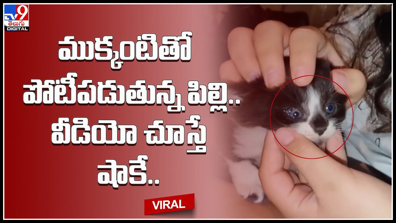 Three eyes cat: ముక్కంటితో పోటీపడుతున్న పిల్లి.. పిల్లి కన్నులోపల మరో కన్ను.. వీడియో చూస్తే షాకే..
