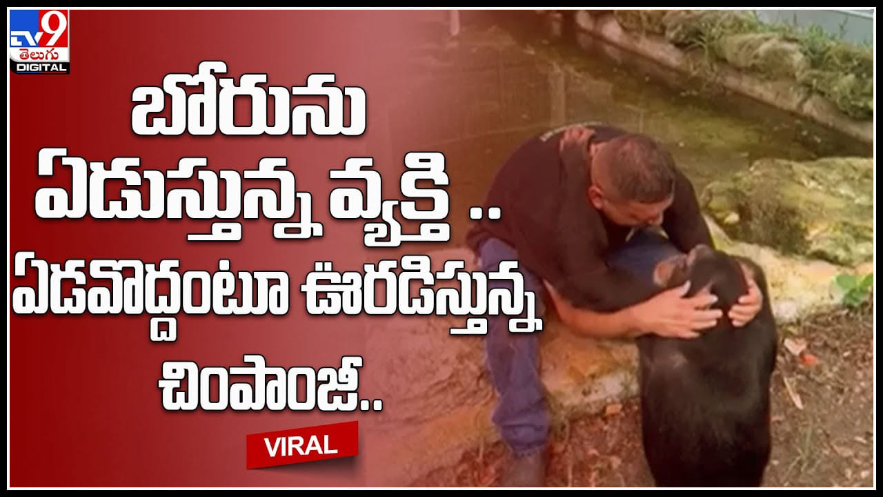 Chimpanzee Trending Video: బోరున ఏడుస్తున్న వ్యక్తి.. ఏడవొద్దు అని చెప్తూ.. వ్యక్తిని హగ్ చేసుకొని ఓదార్చిన చింపాంజీ.. Chimpanzee Trending Video: బోరున ఏడుస్తున్న వ్యక్తి.. ఏడవొద్దు అని చెప్తూ.. వ్యక్తిని హగ్ చేసుకొని ఓదార్చిన చింపాంజీ..