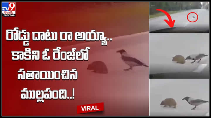 Crow helps Scared: రోడ్డు దాటు రా అయ్యా… కాకిని ఓ రేంజ్లో సతాయించిన ముళ్లపంది..!(వీడియో) Crow helps Scared: రోడ్డు దాటు రా అయ్యా… కాకిని ఓ రేంజ్లో సతాయించిన ముళ్లపంది..!(వీడియో)