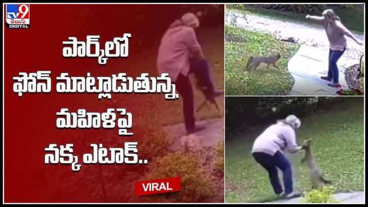 Fox Attack: పార్క్లో ఫోన్ మాట్లాడుతున్న మహిళ.. ఒక్కసారిగా ఎటాక్ చేసిన నక్క.. నెట్టింట వీడియో వైరల్ Fox Attack: పార్క్లో ఫోన్ మాట్లాడుతున్న మహిళ.. ఒక్కసారిగా ఎటాక్ చేసిన నక్క.. నెట్టింట వీడియో వైరల్