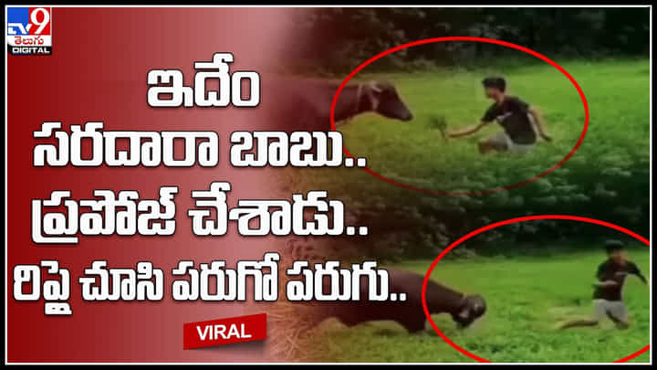 Buffello-Youngman: ఇదేం సరదారా బాబు.. గేదెకు ప్రపోజ్ చేసిన యువకుడు.. అది ఇచ్చిన రిప్లైతో షాక్.. Buffello-Youngman: ఇదేం సరదారా బాబు.. గేదెకు ప్రపోజ్ చేసిన యువకుడు.. అది ఇచ్చిన రిప్లైతో షాక్..