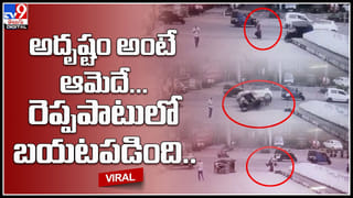 Tree felling: అయ్యో నేలకూలిన భారీ చెట్టు.. గూడు చెదిరి పక్షుల హాహాకారాలు.. క్రూరమైన చర్యగా..