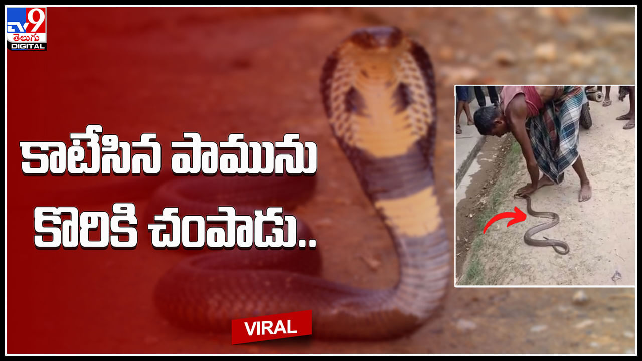 Man bit Snake: కాటేసిన పామును కొరికి చంపాడు.. ఒడిసాలో గ్రామస్థుడి సాహసం.. వైరల్ వీడియో.. Man bit Snake: కాటేసిన పామును కొరికి చంపాడు.. ఒడిసాలో గ్రామస్థుడి సాహసం.. వైరల్ వీడియో..