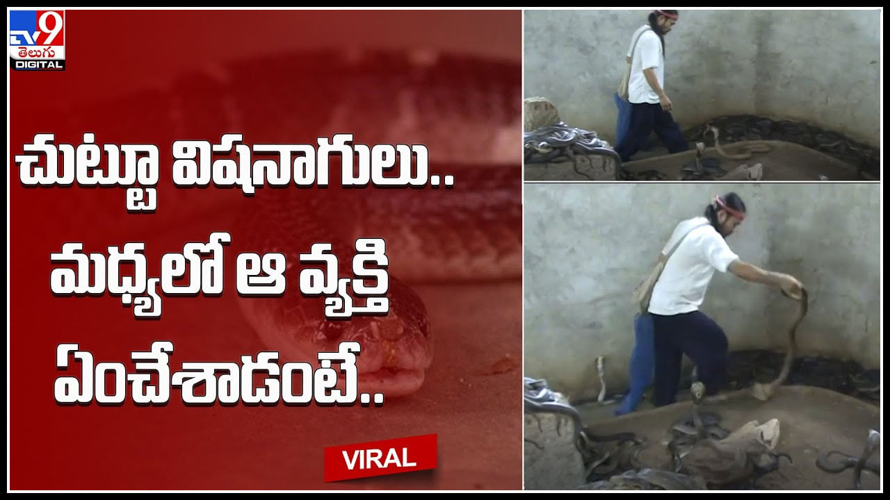 King cobra : చుట్టూ విషనాగులు.. మధ్యలో ఆ వ్యక్తి ఏంచేశాడంటే.. ‘ఊకో ఊకో’ అంటూ..(వీడియో)