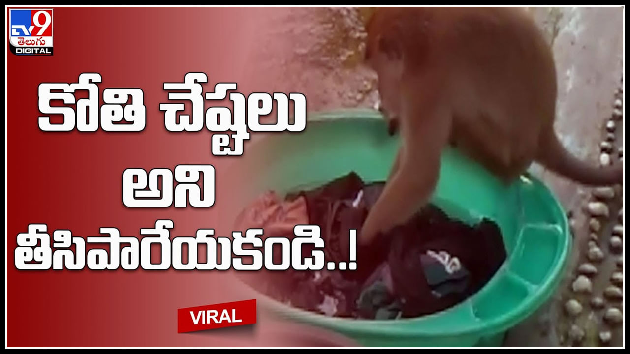 Monkey Viral video: కోతి చేష్టలు అని తీసిపారేయకండి..! కోతి బావ చేసిన పనికి ప్రశంసలు కురిపిస్తున్న నెటిజన్లు..