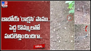 Snake in ear: మహిళ చెవిలో ఇరుక్కున్న పాము.. బయటకు తీసేందుకు డాక్టర్‌ తంటాలు.. షాకింగ్‌ వీడియో.