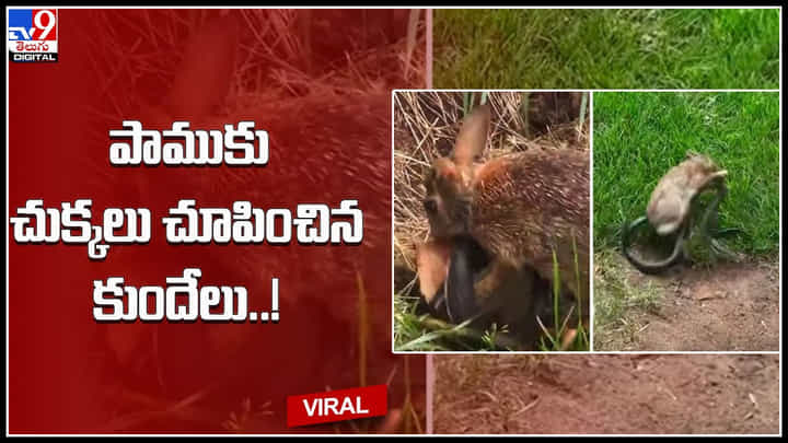 Snake Rabbit fight : పాముకు చుక్కలు చూపించిన కుందేలు..! పామును ఎదురించి కొరికి మరీ.. Snake Rabbit fight : పాముకు చుక్కలు చూపించిన కుందేలు..! పామును ఎదురించి కొరికి మరీ..