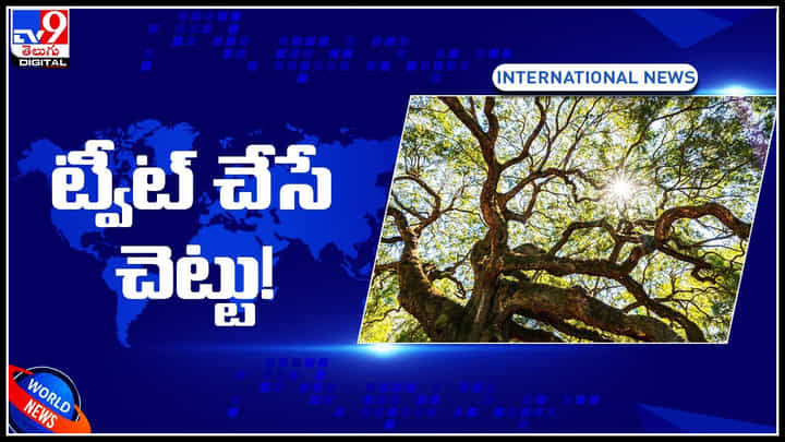 Tweeting Tree: ట్వీట్ చేసే చెట్టు..! వినడానికి వింతగా ఉన్న నిజం..! వాతావరణంలో జరిగే మార్పుల గురించి.. Tweeting Tree: ట్వీట్ చేసే చెట్టు..! వినడానికి వింతగా ఉన్న నిజం..! వాతావరణంలో జరిగే మార్పుల గురించి..