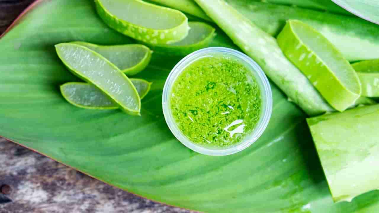 Aloe Vera Danger: కలబంధను కట్ చేసిన వెంటనే దీనిని తీసేయండి.. లేదంటే పెను ప్రమాదం తప్పదు..