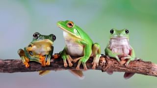 Child Missing Cases: దేశంలో తప్పిపోయిన పిల్లల్లో 75 శాతం మంది బాలికలే.. భయపెడుతున్న గణాంకాలు