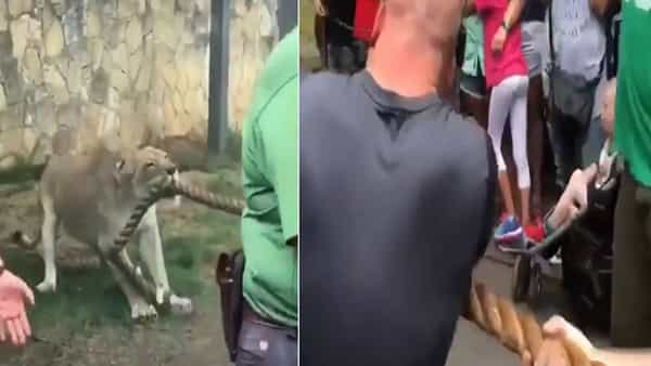 Viral Video: రోప్ పుల్లింగ్ గేమ్ లో ఒక్క సింహంతో తలపడిన ముగ్గురు బాడీ బిల్డర్స్ .. నెట్టింట్లో వీడియో వైరల్