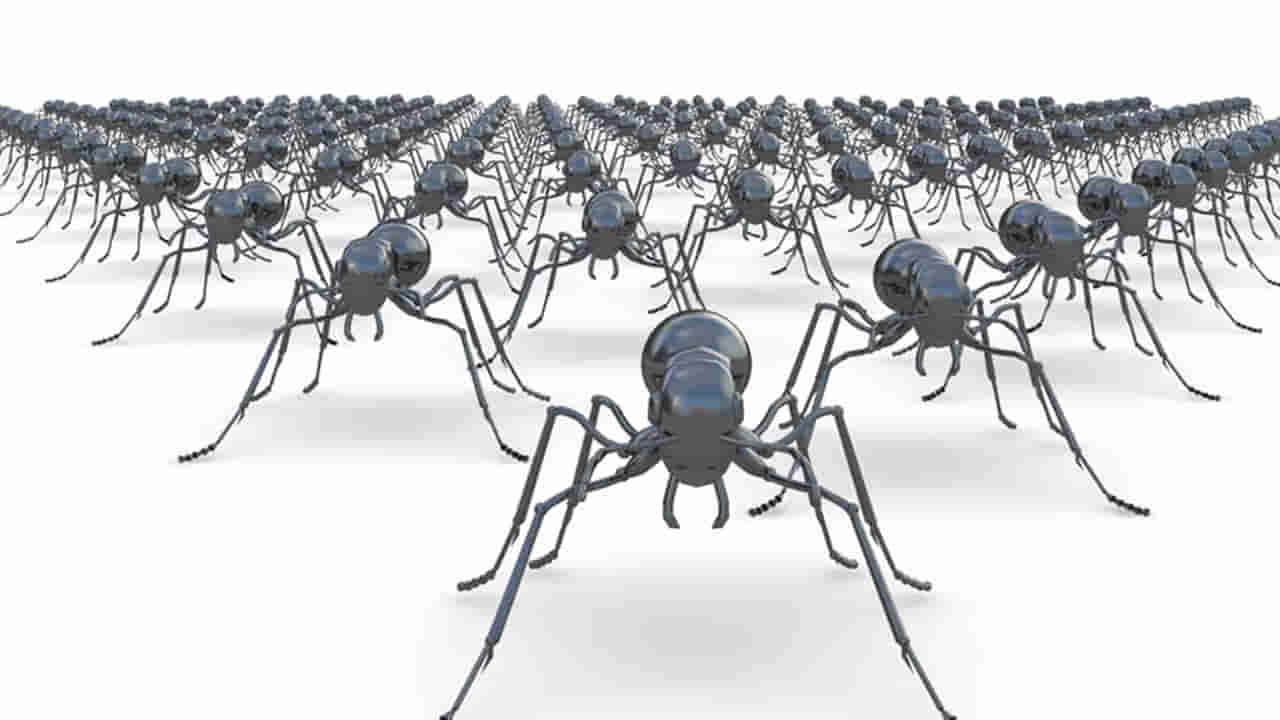 Ants: భూమిపై చీమల లెక్క దొరికింది.. ఎంతో తెలిస్తే షాక్..