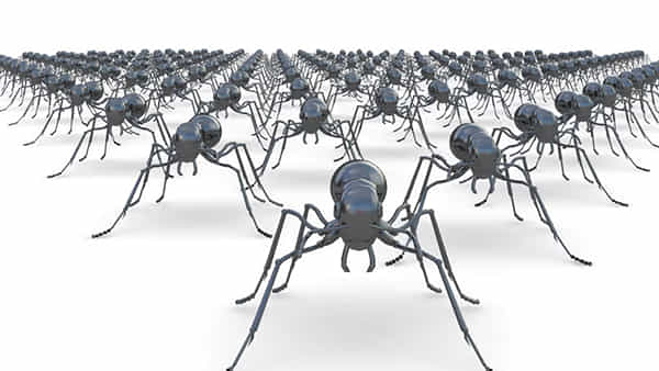 Ants: భూమిపై చీమల లెక్క దొరికింది.. ఎంతో తెలిస్తే షాక్..
