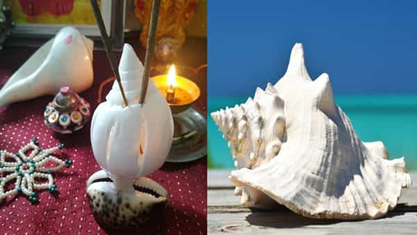 Significance of Shankha: ఈ రకమైన శంఖం లభించడం కష్టం.. దర్శనం, పూజ అత్యంత ఫలప్రదం.. ఆ శంఖం ఏమిటో తెలుసా
