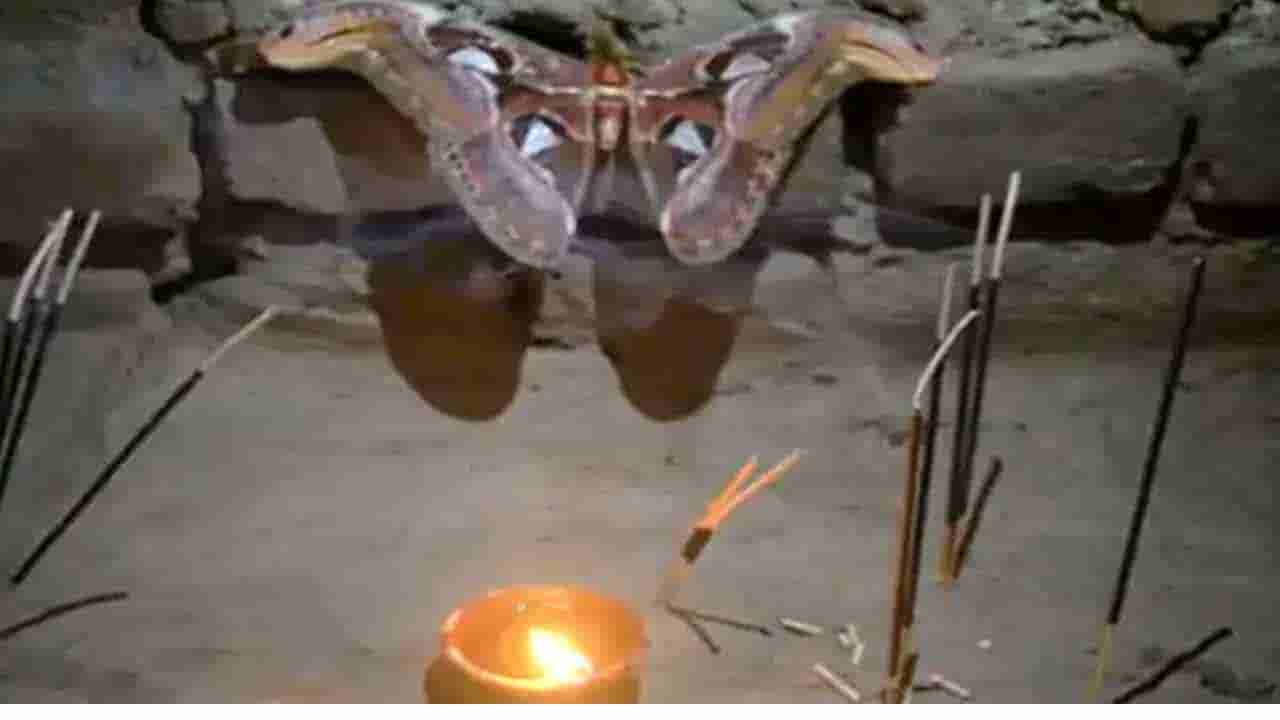 Viral: వింత జీవి హల్చల్.. పాము ఆకారాన్ని పోలిన రెక్కలతో.. దేవత అంటూ పూజలు చేస్తున్న ప్రజలు..