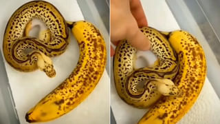 ఉప్పొంగిన దేశభక్తి.. జాతీయ జెండాను చూసి చిన్నారి అనందం మామూలుగా లేదుగా..