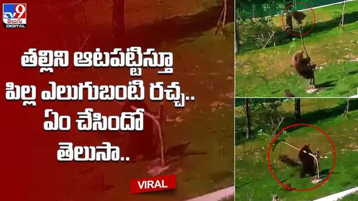 తల్లిని ఆటపట్టిస్తూ పిల్ల ఎలుగుబంటి రచ్చ.. ఏం చేసిందో తెలుసా ?? తల్లిని ఆటపట్టిస్తూ పిల్ల ఎలుగుబంటి రచ్చ.. ఏం చేసిందో తెలుసా ??