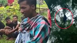 Viral: కోళ్లను కాటేసి.. కోడిగుడ్లను మింగేసిన కింగ్ కోబ్రా.. నక్కిన విషసర్పాన్ని స్నేక్‌ క్యాచర్‌ ఎలా పట్టుకున్నాడంటే?