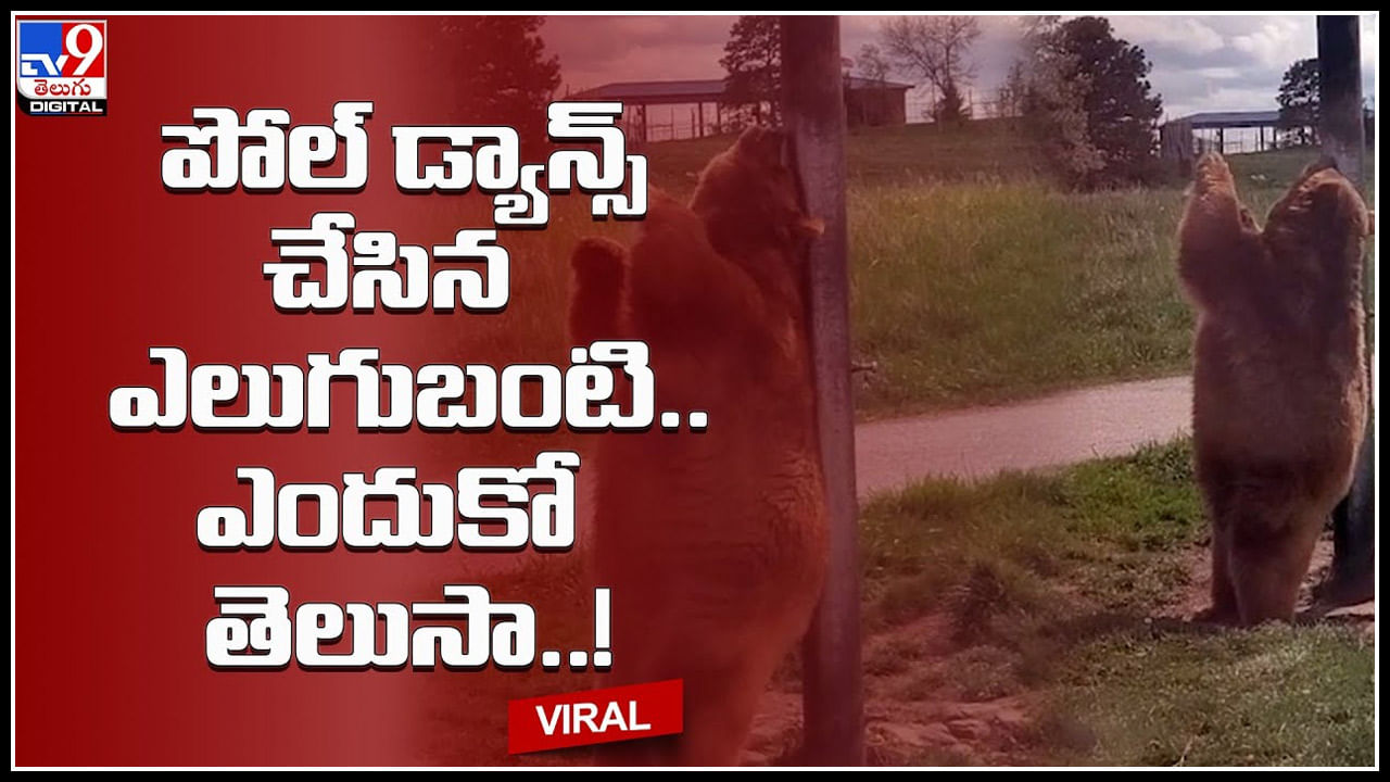 Bear Pole Dance: పోల్ డ్యాన్స్ చేసిన ఎలుగుబంటి.. ఎందుకో తెలుసా..! నవ్వులు పూయిస్తున్న వీడియో..