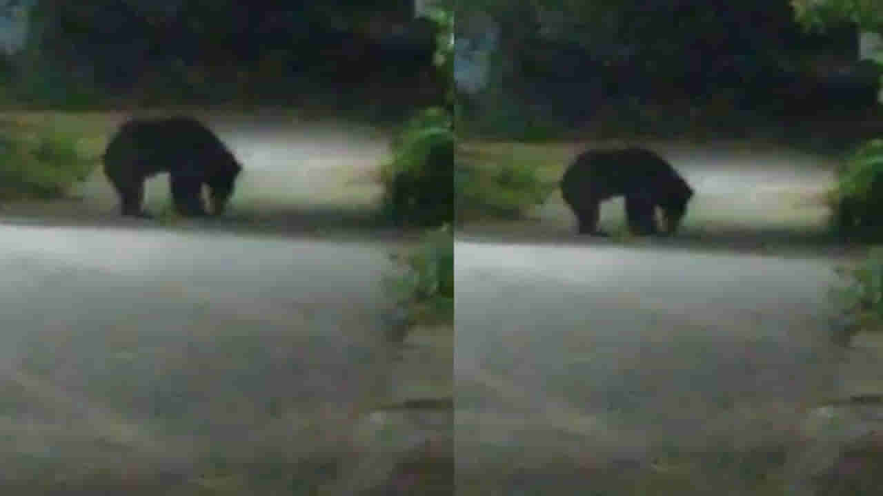 Andhra Pradesh: ఆ ఘటనను మరవకముందే మరోసారి.. రాత్రయితే వింత శబ్దాలు.. ఎలుగుబంటి సంచారంతో భయం భయం