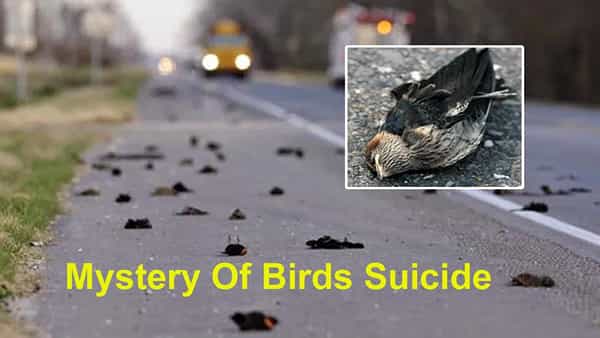 Mystery Of Birds Suicide: పక్షుల సూసైడ్ పాయింట్! ఎక్కడెక్కడి నుంచో వచ్చి ఇక్కడే ఎందుకు.. అది ఇప్పటికీ అంతుచిక్కని మిస్టరీనే!