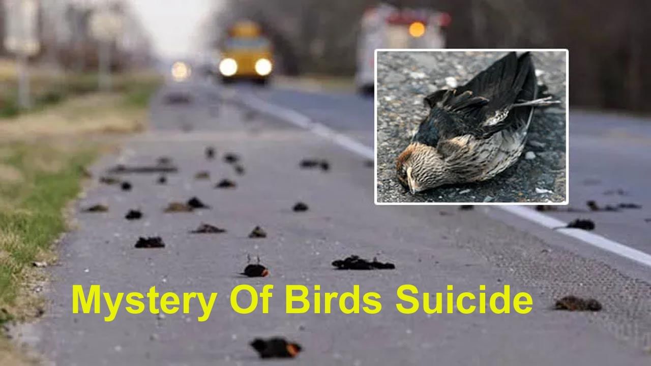 Mystery Of Birds Suicide: పక్షుల సూసైడ్ పాయింట్‌! ఎక్కడెక్కడి నుంచో వచ్చి ఇక్కడే ఎందుకు.. అది ఇప్పటికీ అంతుచిక్కని మిస్టరీనే!