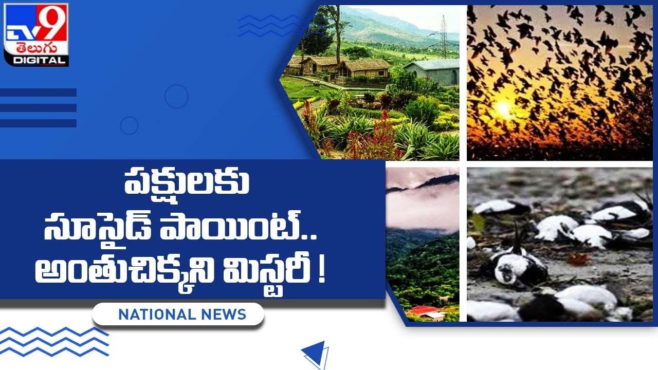 Mystery Of Birds Suicide: పక్షుల సూసైడ్ పాయింట్‌ !! అంతుచిక్కని మిస్టరీ !!