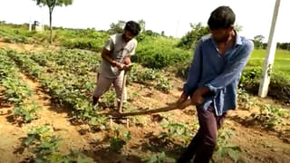 Viral: రిసెప్షన్ వేడుకకు అనుకోని అతిథులు.. ప్యాంట్ చేతపట్టి వరుడు పరుగో పరుగు..!