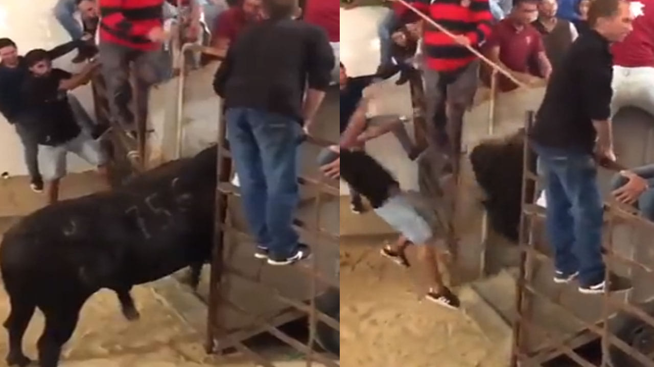 Video Viral: బాగా అయ్యిందా.. ప్రశాంతంగా ఉన్నప్పుడు కెలికితే ఇలాగే ఉంటుంది.. నవ్వు తెప్పిస్తున్న వీడియో..