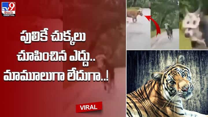 Viral Video: పులికే చుక్కలు చూపించిన ఎద్దు.. మామూలుగా లేదుగా !! Viral Video: పులికే చుక్కలు చూపించిన ఎద్దు.. మామూలుగా లేదుగా !!