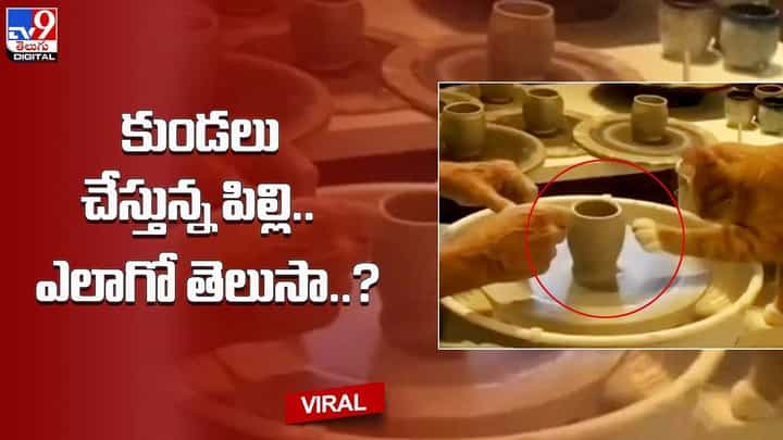 కుండలు చేస్తున్న పిల్లి.. ఎలాగో తెలుసా ?? వీడియో చూసి ఆశ్చర్యపోతున్న నెటిజన్స్ కుండలు చేస్తున్న పిల్లి.. ఎలాగో తెలుసా ?? వీడియో చూసి ఆశ్చర్యపోతున్న నెటిజన్స్