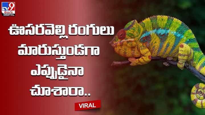 ఊసరవెల్లి రంగులు మారుస్తుండగా ఎప్పుడైనా చూశారా.. ఊసరవెల్లి రంగులు మారుస్తుండగా ఎప్పుడైనా చూశారా..