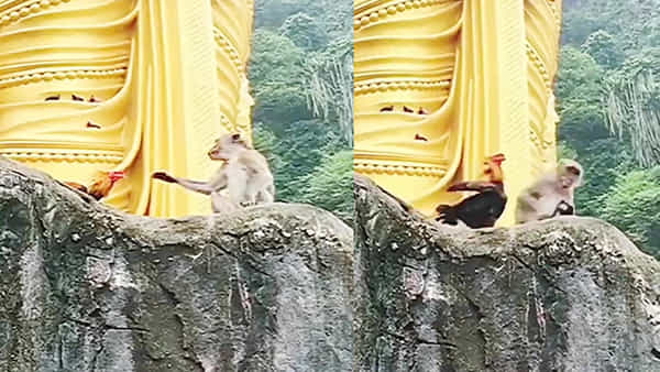 Viral Video: ఇలాంటి ఫైట్.. నెవ్వర్ బిఫోర్ ఎవర్ ఆఫ్టర్.. కోడి, కోతి ఎలా కొట్టుకున్నాయో మీరే చూడండి..