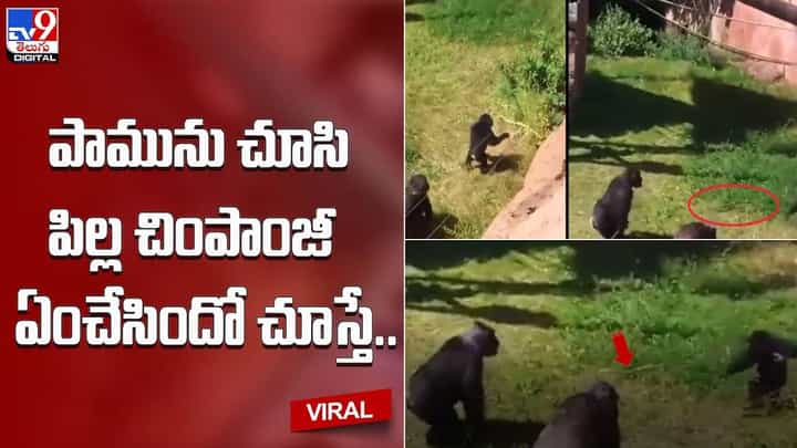 Viral: పామును చూసి పిల్ల చింపాంజీ ఆకతాయి తనంతో చేసిన పని.. ఫన్నీ వీడియో వైరల్ Viral: పామును చూసి పిల్ల చింపాంజీ ఆకతాయి తనంతో చేసిన పని.. ఫన్నీ వీడియో వైరల్