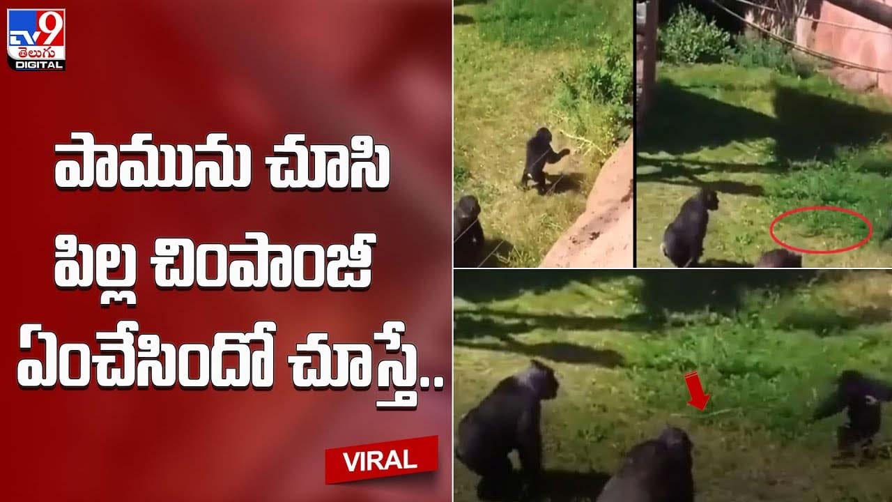 Viral: పామును చూసి పిల్ల చింపాంజీ ఆకతాయి తనంతో చేసిన పని.. ఫన్నీ వీడియో వైరల్