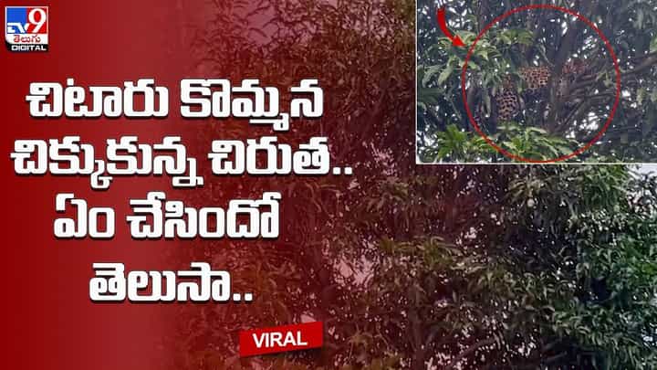 చిటారు కొమ్మన చిక్కుకున్న చిరుత.. ఏం చేసిందో తెలుసా ?? చిటారు కొమ్మన చిక్కుకున్న చిరుత.. ఏం చేసిందో తెలుసా ??